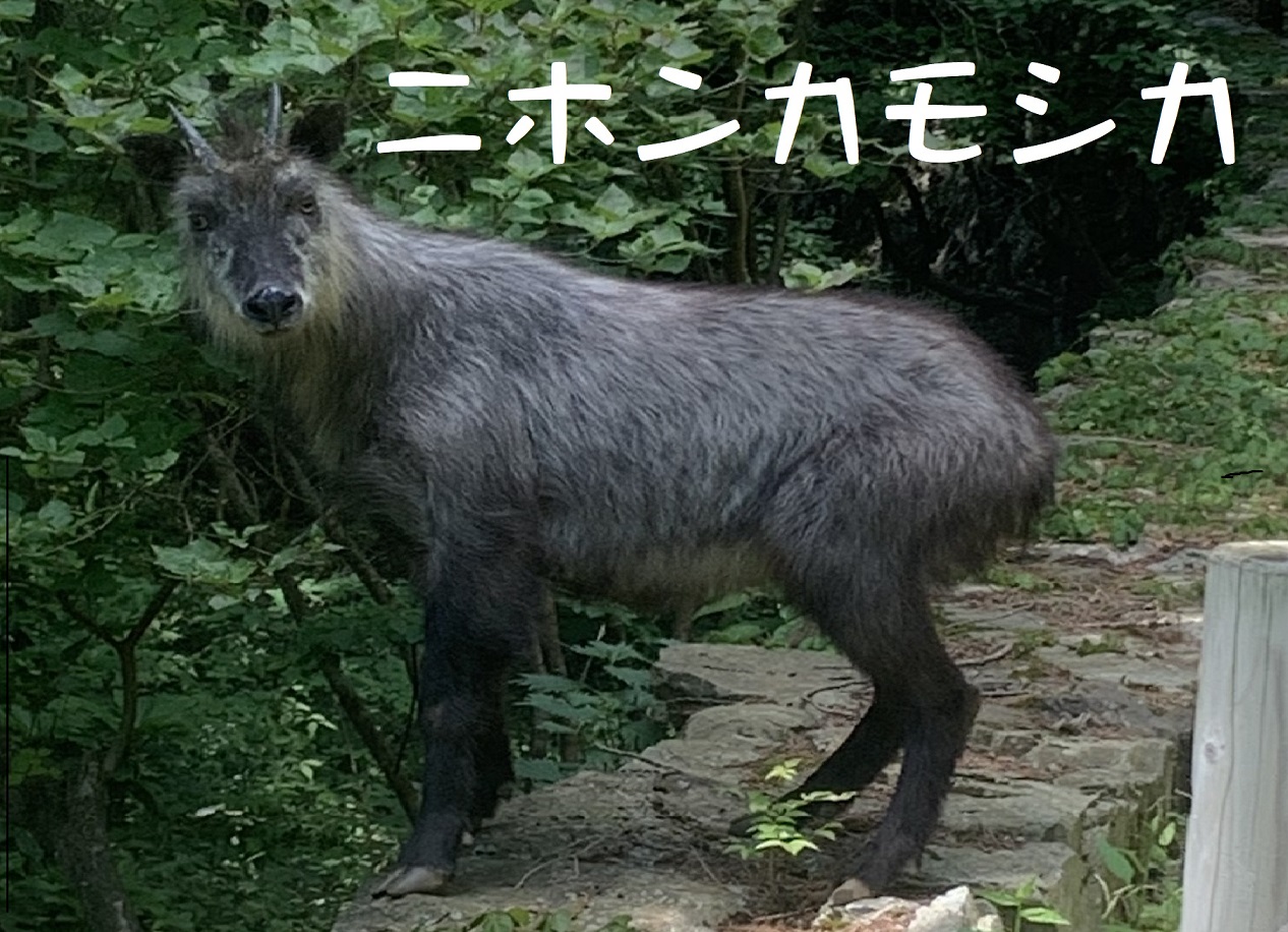 日の出山頂上付近